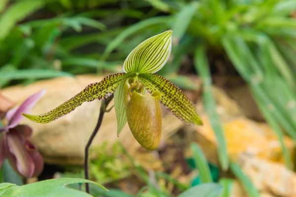 Kolorowe obuwik Orchidea w pięknym ogrodzie (Paphioped — Zdjęcie stockowe