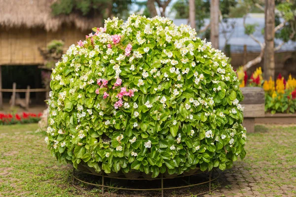 Petunya Çiçek saksı bahçesinde üzerinde renkli — Stok fotoğraf