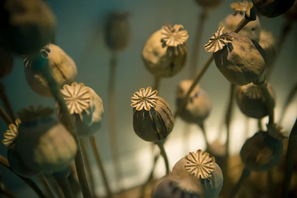 Opium poppy head, Plants for medicine or drugs — Stock Photo, Image