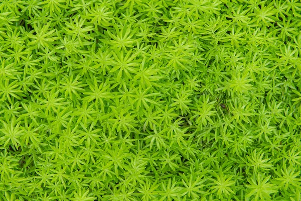 Kwiat Portulaka warzywna lub zielony mech w lesie — Zdjęcie stockowe