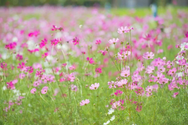 Cosmos flor colorida en el hermoso jardín —  Fotos de Stock