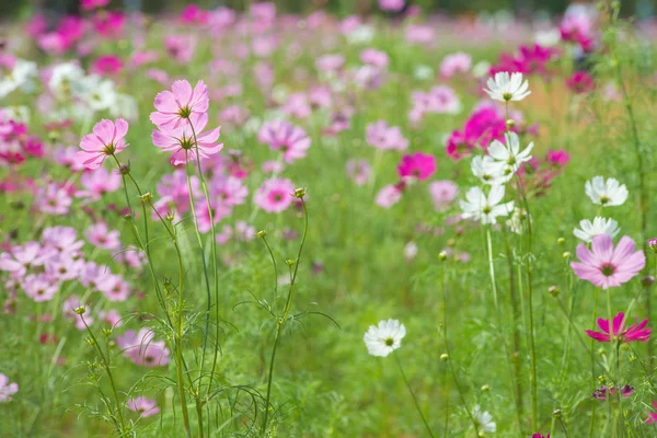 Cosmos flor colorida en el hermoso jardín — Foto de Stock