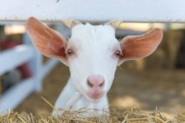 Zbliżenie długo wełny owiec na farmie — Zdjęcie stockowe