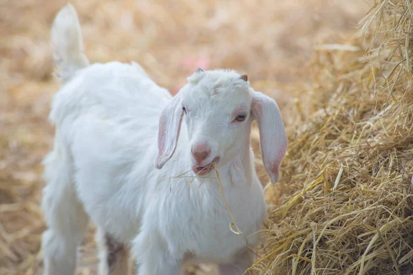 Closeup of long wool sheep on the farm — Stock Photo, Image