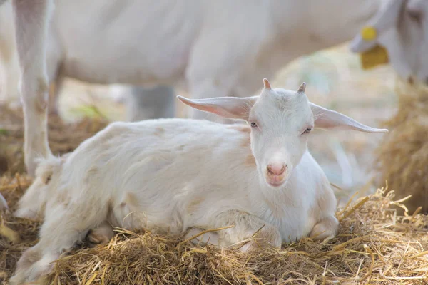 Closeup of long wool sheep on the farm — Stock Photo, Image