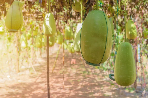 Hängende Wintermelone im Garten oder Wachskürbis, Chalkumra in fa — Stockfoto