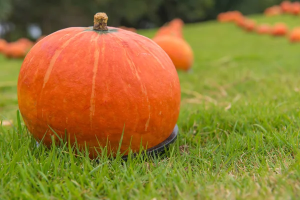 Pumpkin on green grass in the cultivation farm — Stock Photo, Image