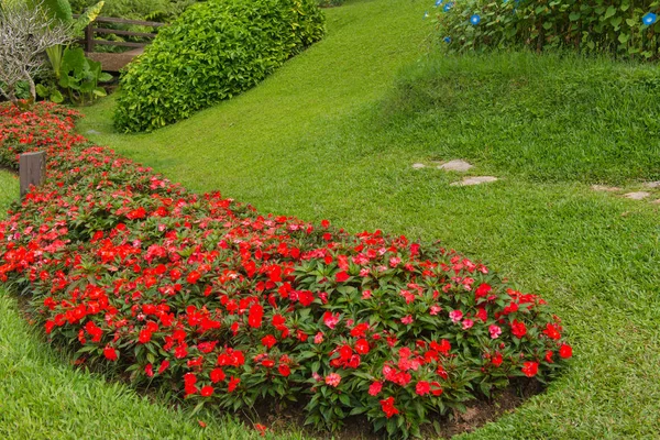Coloré de fleurs de pétunia dans un beau jardin Images De Stock Libres De Droits