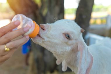 uzun yün koyun süt şişesi gruptaki üzerinden besleme