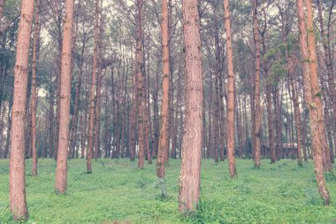 bir çam ormanı içinde uzun boylu yaşlı ağaçların gövdeleri