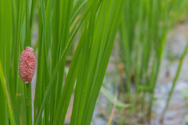 Altın applesnail veya elma salyangozu, elma salyangoz yumurta yumurta 