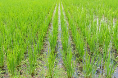 Gruptaki (Tayland pirinç yasemin siyah pirinç berry)