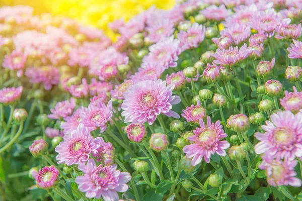 Barevné květiny v krásné zahradě — Stock fotografie
