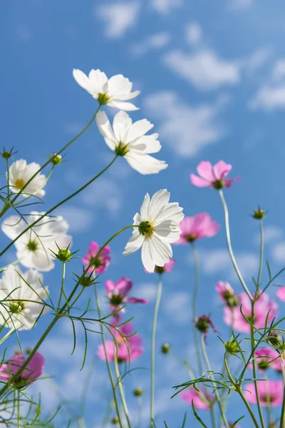 美しい庭のコスモス色の花 — ストック写真