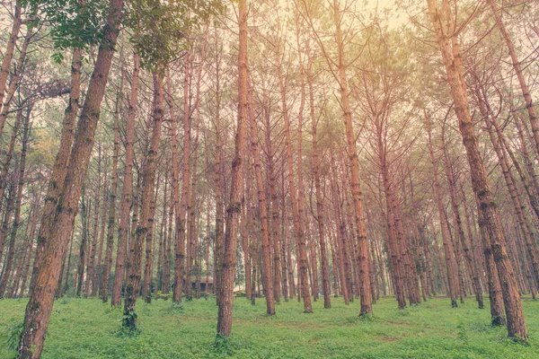 Troncos de árboles altos y viejos en un bosque de pinos —  Fotos de Stock