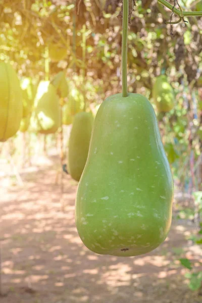 Hanging winter melon in the garden or Wax gourd, Chalkumra in fa — Stock Photo, Image