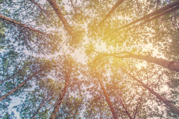 줄기 나무 소나무 숲에서의 히 프 보기 — 스톡 사진