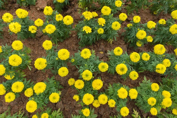 Flor de caléndula o flor de caléndula en hermoso jardín —  Fotos de Stock