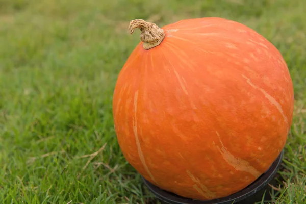 Pumpkin on green grass in the cultivation farm — Stock Photo, Image