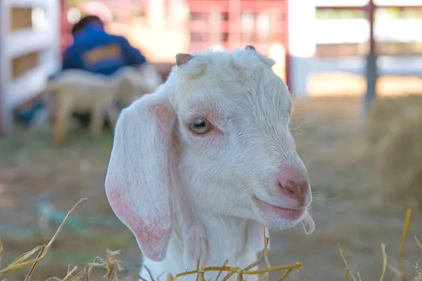 長いウールの羊農場でのクローズ アップ — ストック写真