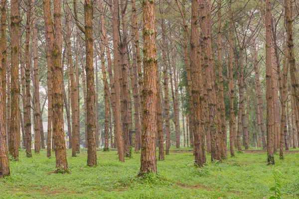 在一片松树林高大的老树的树干 — 图库照片