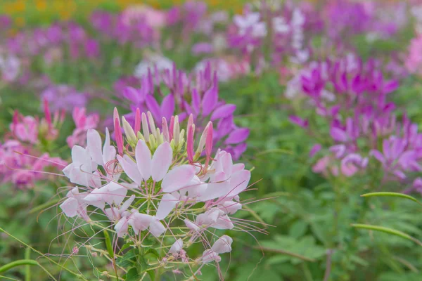 Cleome kwiat (Cleome hassleriana) lub w pięknym ogrodzie kwiat — Zdjęcie stockowe