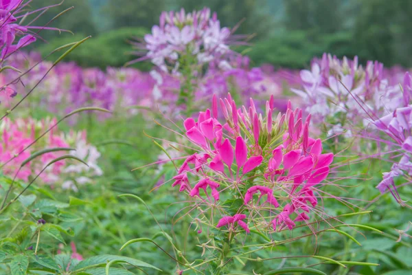 Cleome kwiat (Cleome hassleriana) lub w pięknym ogrodzie kwiat — Zdjęcie stockowe