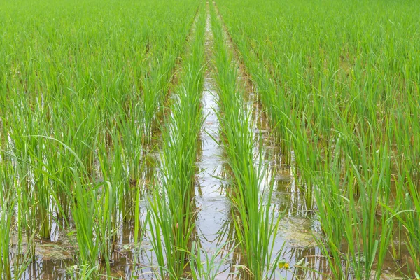 Bagas de arroz na fazenda (arroz jasmim preto tailandês ) — Fotografia de Stock