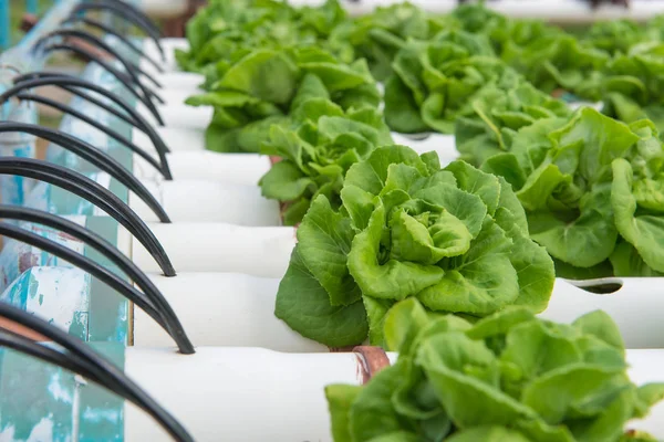 Organic hydroponic vegetable in the cultivation farm — Stock Photo, Image