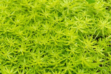 Çiçek Portulaca oleracea veya yeşil yosun orman