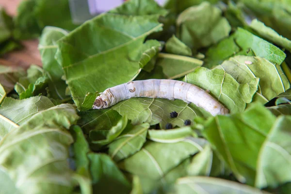 Proceso de producción de seda, gusano de seda con hoja verde morera — Foto de Stock