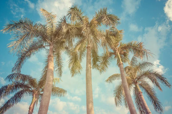 タイ熱帯ビーチに椰子の木 — ストック写真