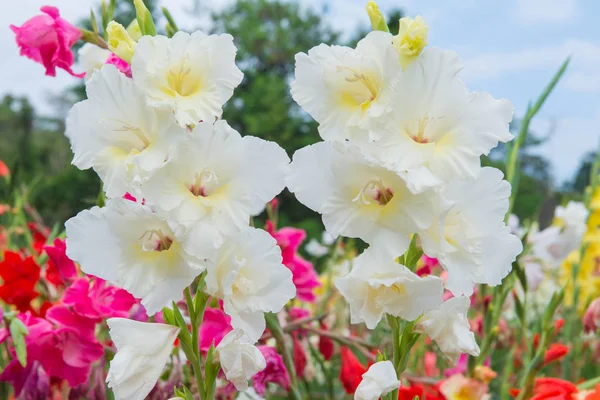 Sekumpulan bunga Gladiolus berwarna-warni di taman yang indah — Stok Foto