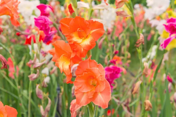 Куча разноцветных цветов гладиолуса в прекрасном саду — стоковое фото