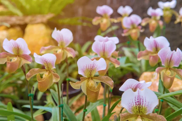 Bunte Frauenschuh-Orchidee im schönen Garten (paphioped — Stockfoto