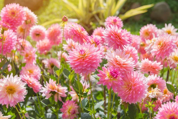 Färgglada dahlia rosa blomma i vacker trädgård — Stockfoto