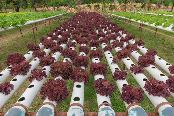 Légumes hydroponiques biologiques dans la ferme de culture — Photo