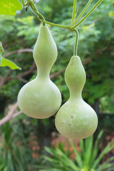 Appendere melone invernale in giardino o zucca di cera, Chalkumra in fa — Foto Stock