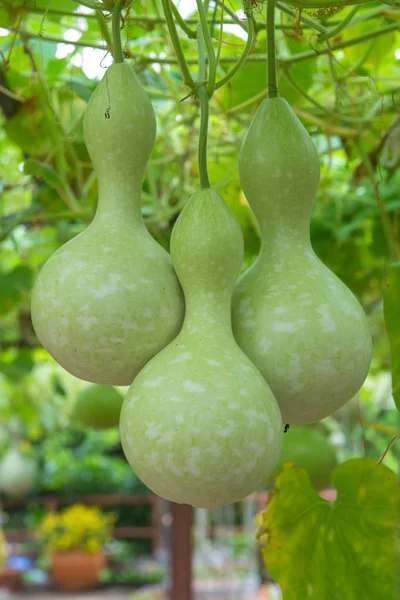 Hängende Wintermelone im Garten oder Wachskürbis, Chalkumra in fa — Stockfoto