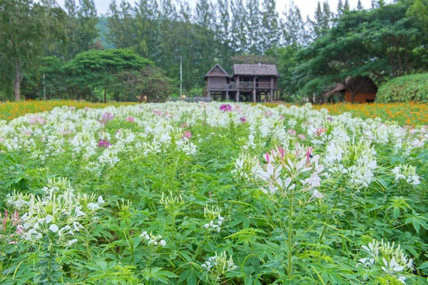 Cleome bloem (Cleome hassleriana) of spider flower in prachtige — Stockfoto