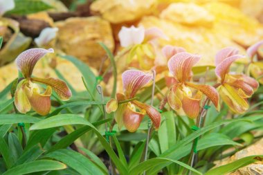 lady's terlik orkide güzel bahçe (Paphioped renkli