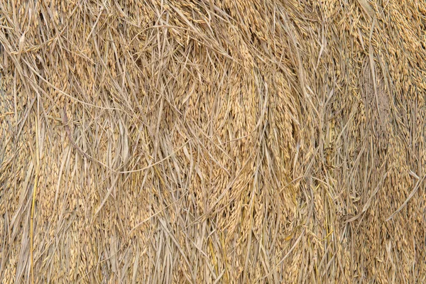 Montón de paquete de arroz en el campo de arroz después de la cosecha —  Fotos de Stock