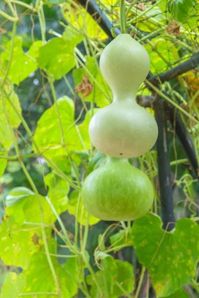 Hängende Wintermelone im Garten oder Wachskürbis, Chalkumra in fa — Stockfoto