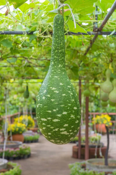 Hängende Wintermelone im Garten oder Wachskürbis, Chalkumra in fa — Stockfoto