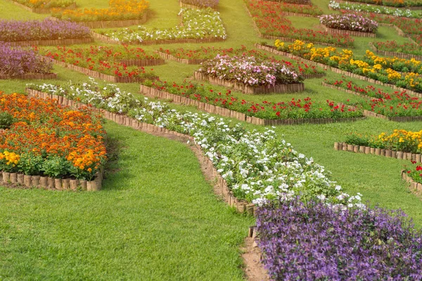 美しい庭のペチュニアの花のカラフルです — ストック写真