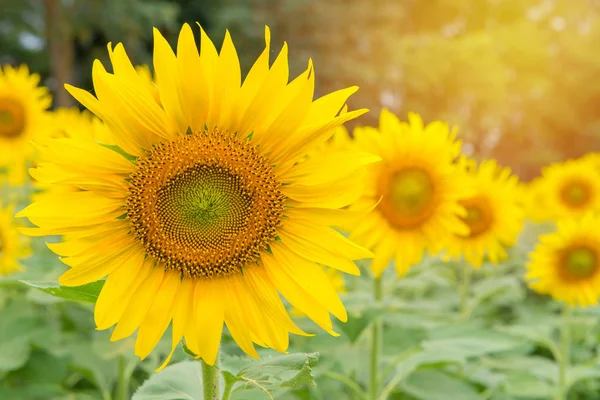 Bella di girasole che fiorisce nel giardino dei girasoli — Foto Stock