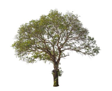 Yaz aylarında ağaç izole beyaz arka plan üzerinde