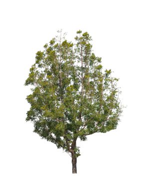 Yaz aylarında ağaç izole beyaz arka plan üzerinde