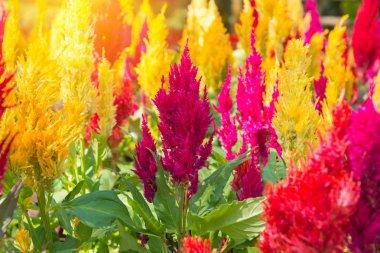 Tüylü cockscomb çiçeği veya Celosia argentea güzel Bahçe