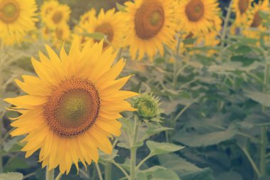 Ayçiçeği ayçiçeği bahçede çiçek açan güzel